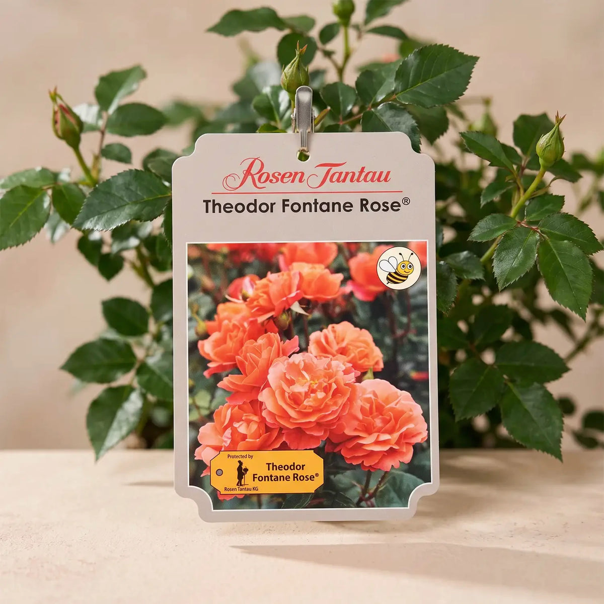 neuruppin-fontane-rose-hochstaemmchen-etikett